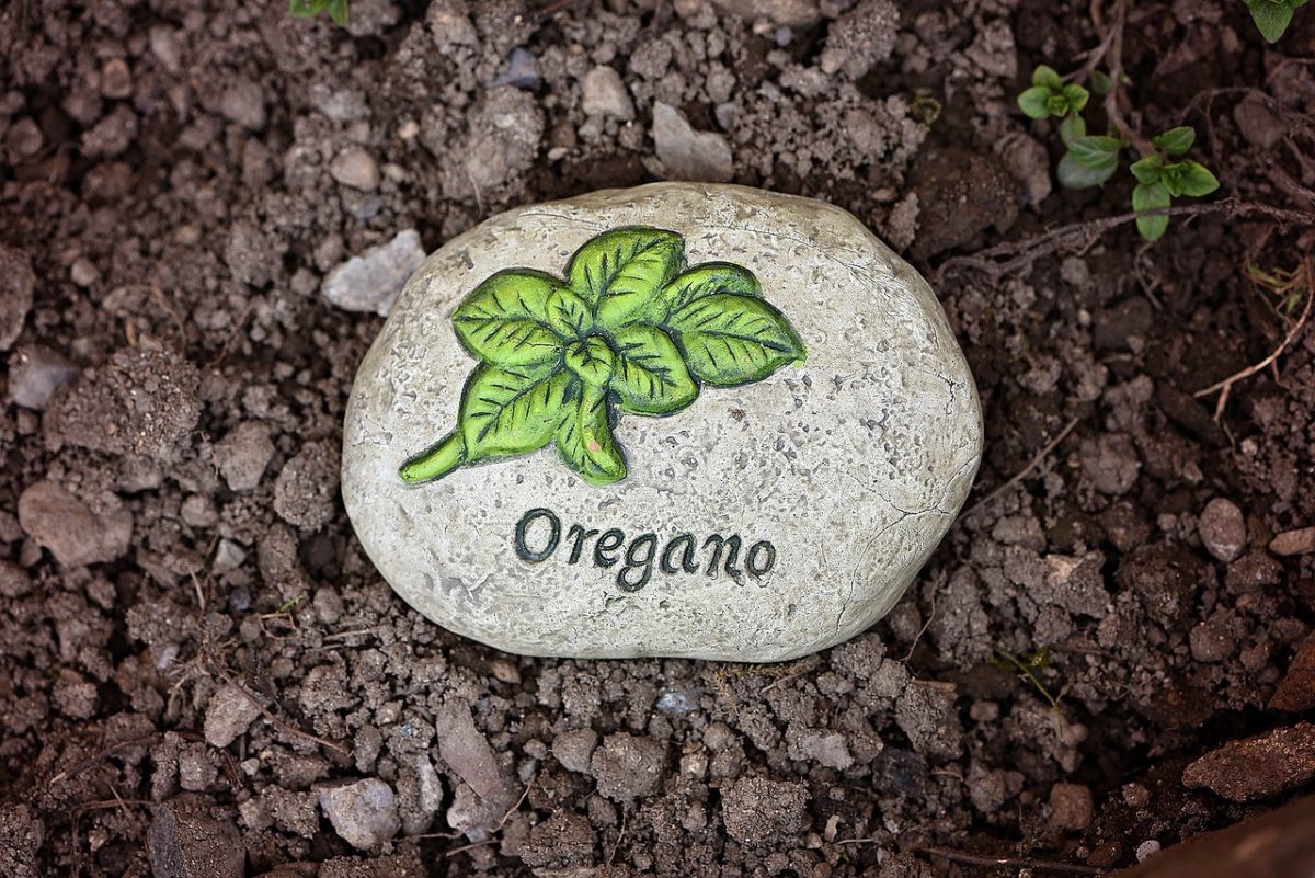 Oregano Aussprache – Wie spricht man Oregano aus?